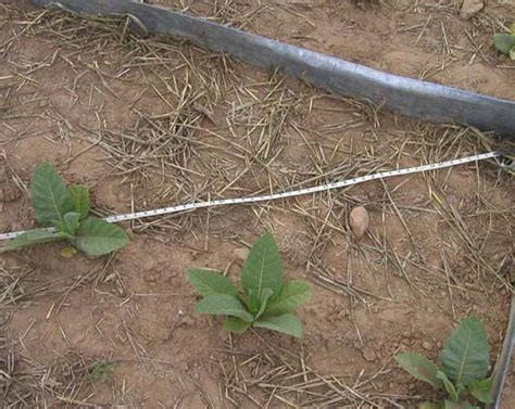 Image result for Transect Method