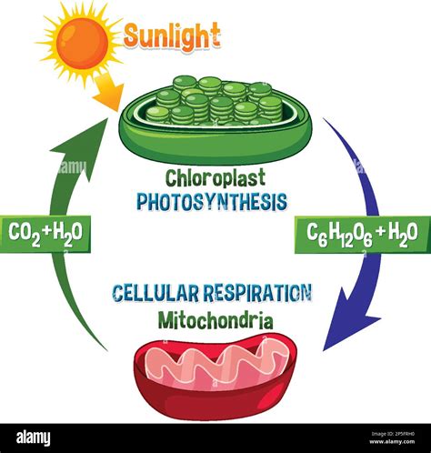 Photosynthesis and Cellular Respiration Diagram illustration Stock ...