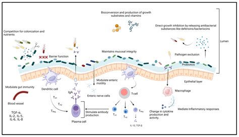 Salmonellosis: An Overview of Epidemiology, Pathogenesis, and ...