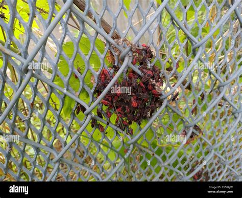 Eastern Boxelder Bug (Boisea trivittata) Insecta Stock Photo - Alamy