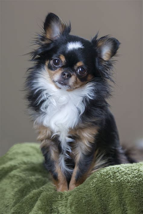 Long Haired Chihuahua Summer Haircut