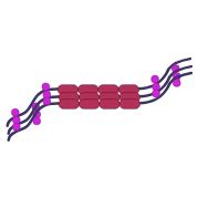 Image result for Actin Polymerization Process