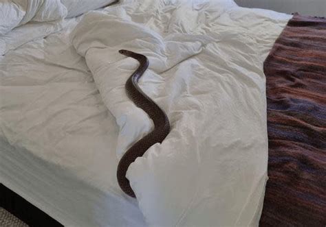 【看到床不要直接躺下！】女子掀开床单看到2米巨蛇！网民：世界第二毒蛇！ | 88razzi