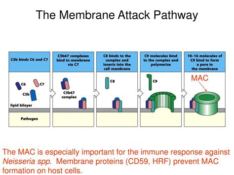 Image result for Complement CAS