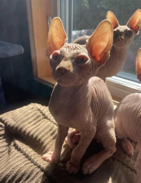 Different color different personalities? : r/sphynx