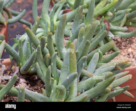 Endangered Plants In South Africa