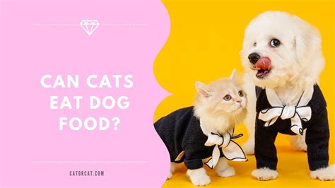 Can Cat Eat Dog Food Safely