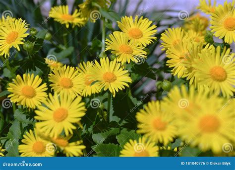 Yellow Garden Flowers. Perennial Daisies Stock Photo - Image of closeup ...