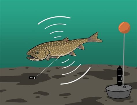 Great Lakes - Lake Trout and Cisco | U.S. Fish & Wildlife Service