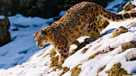 Snow Leopards Wallpapers - Wallpaper Cave