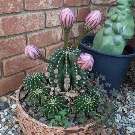 A Complete Care Guide For The Easter Lily Cactus