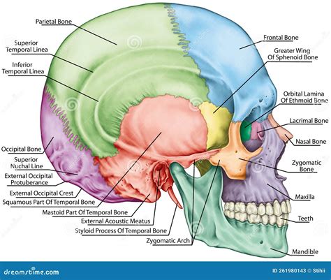 BOARD the Bones of the Skull, Lateral View Stock Illustration ...
