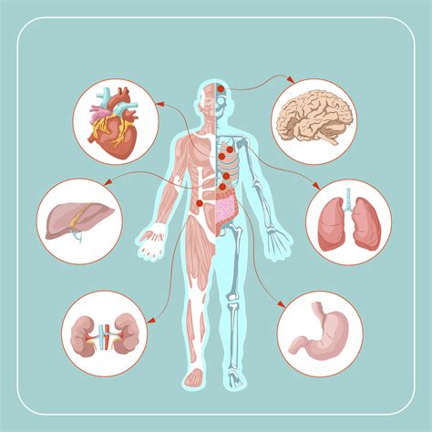 Biology Body Parts 的图像结果