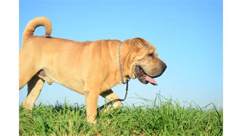 What Is The Walrus Dog Breed? | Dog Product Picker