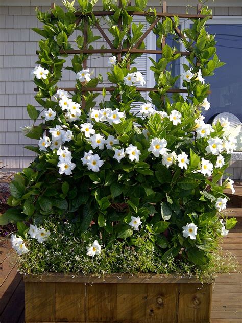 White Mandevilla Plant with Trellis - Live Plant in a 10 Inch Pot - Ma ...