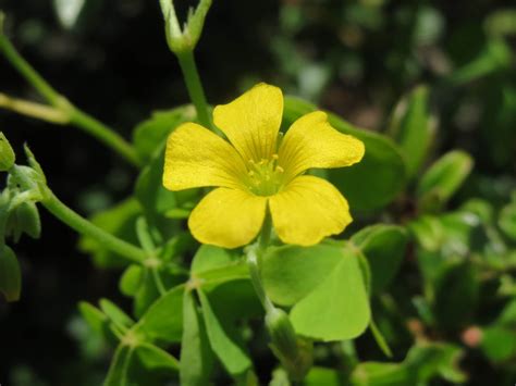 Yellow Clover Flower