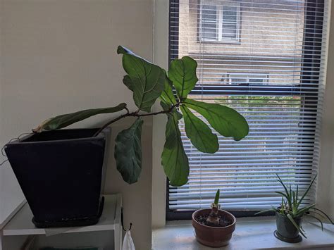 I've been meaning to move the fig closer to the window... awhile : r ...