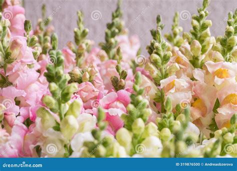 Beautiful Pastel Colored Snapdragons. Snaps Close Up. Various Colors ...