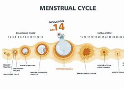 Image result for Ovulatory