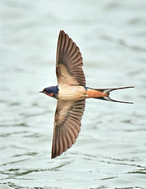 8 Swallow Bird Types You Should Know - Birds and Blooms