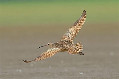 Bateman Island bird walk: First Saturday , Bateman Island, Richland, 2 ...