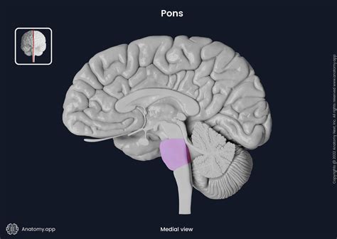 Pons | Anatomy.app