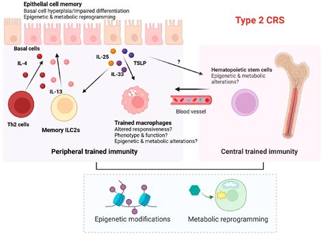 Mucosal Inflammatory Memory in Chronic Rhinosinusitis