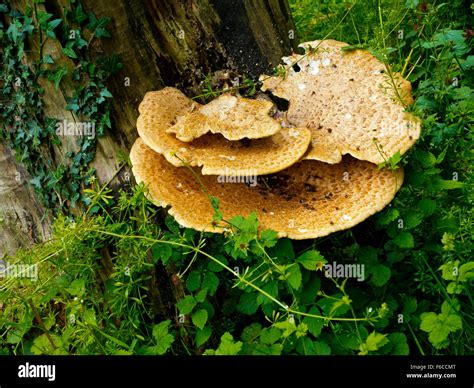 Basidiomycota - phylum of fungi