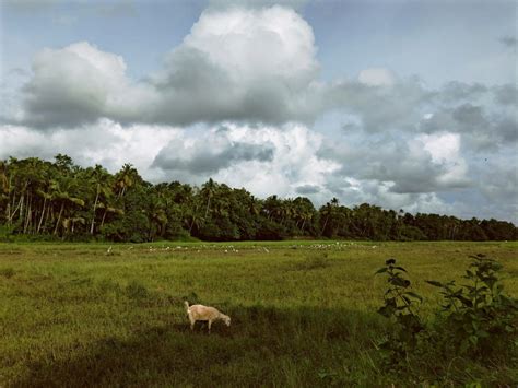 Paddy farming in times of climate change – field notes – SANDRP
