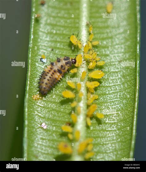 Ladybug Eating Aphid