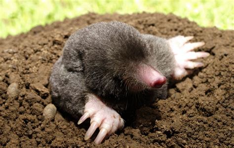 Image result for Mole Problem Solving
