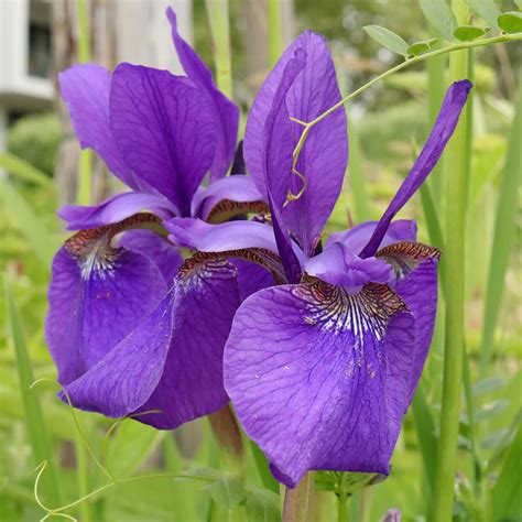 Siberian Iris (Iris sibirica)