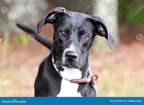 Great Dane Black Lab Mix Puppies