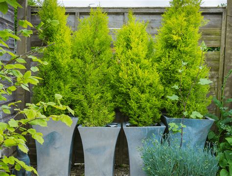 8 Best Evergreens for Containers - Backyard Boss