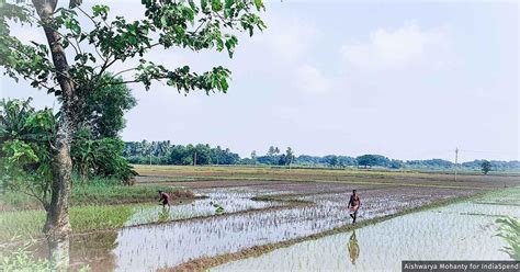 Climate disasters are forcing farmers to migrate out of Odisha to make ...