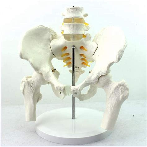 Buy Anatomy Model Human Anatom Pelvis With Lumbar Model Medicine ...