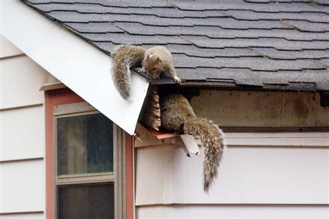 Tips for Getting Rid of Squirrels | Family Handyman