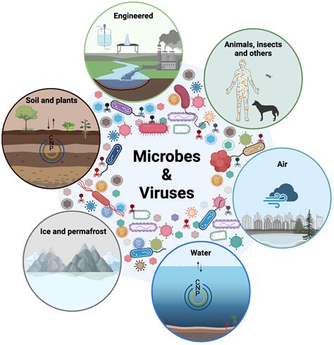 Microbes and their viruses are everywhere on Earth | BioRender Science Templates