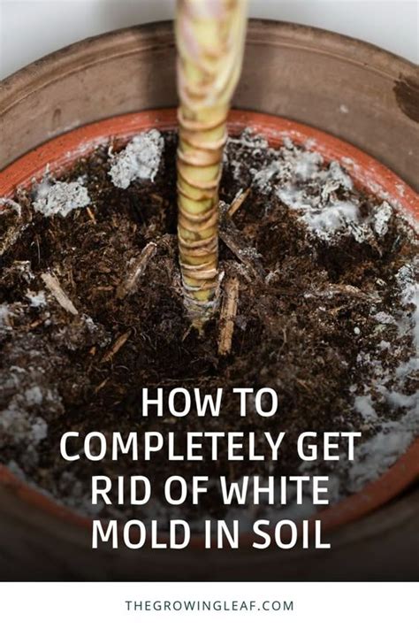 Say Goodbye to White Mold in Soil! 🌱 Discover 7 proven methods to ...