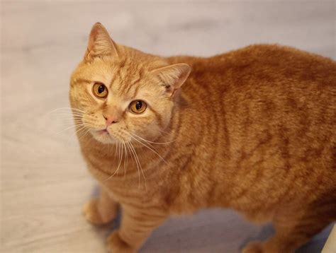 Las 10 razas de gatos naranjas más buscadas por la originalidad de su ...