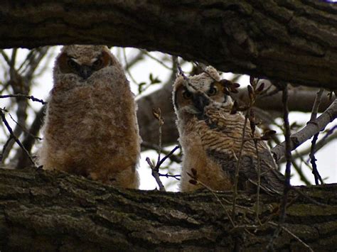 Spring Full Moon Hike, Dike Road, east side of Eldorado Marsh, 22 April ...