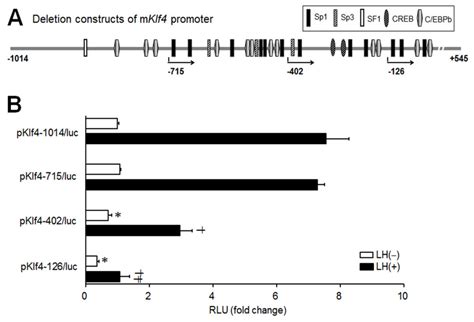 LH-induced Transcriptional Regulation of Klf4 Expression in Granulosa ...