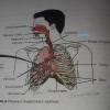 Draw a Labelled Diagram of Respiratory System of Human Beings? 5. Draw ...