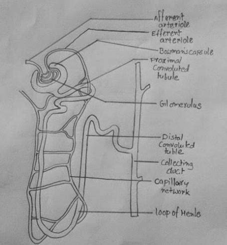 i want nephron structure with every information detailed like about ...
