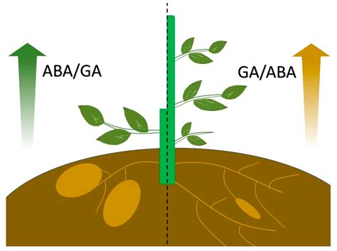 Roles of Abscisic Acid and Gibberellins in Stem/Root Tuber Development