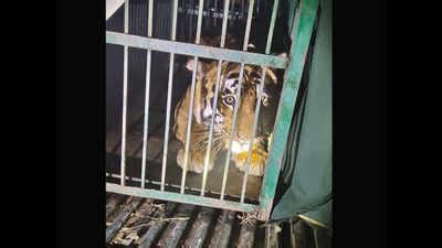 Tiger Vikram, that killed two guards in Corbett, sent to Nainital zoo ...