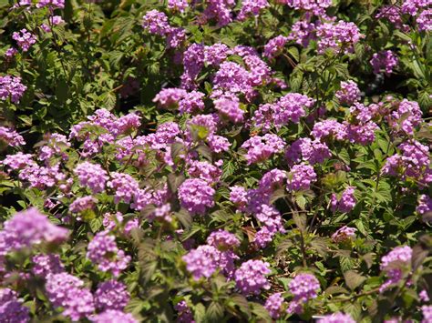 Lantana montevidensis 'White' (White Trailing Lantana)