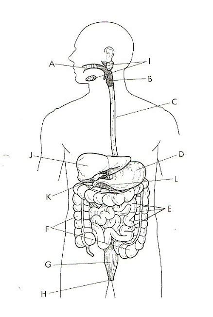digestive system functions Diagram | Quizlet