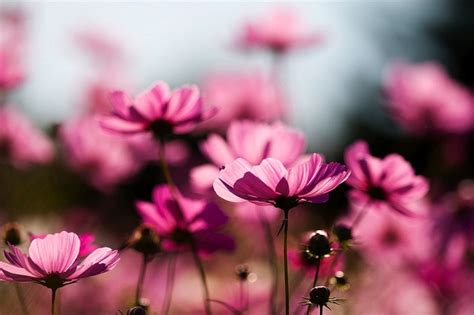 Image result for Pink Exploding Box