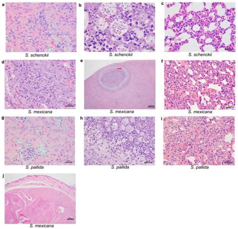 Clinical and Anatomopathological Evaluation of BALB/c Murine Models ...